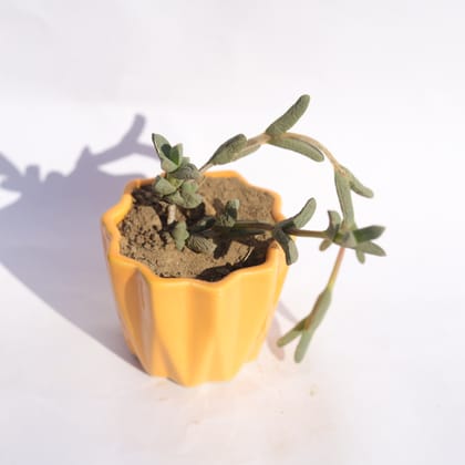 Buy Crassula Sarmentosa in 3 Inch Vibrant Yellow Ripple Designer Ceramic Pot Online | Urvann.com