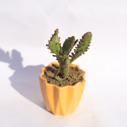 Buy Optunia Monacantha Succulent in 3 Inch Vibrant Yellow Ripple Designer Ceramic Pot Online | Urvann.com
