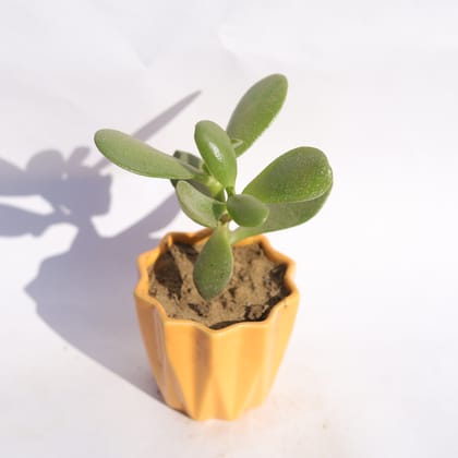Buy Crassula Ovata Succulent in 3 Inch Vibrant Yellow Ripple Designer Ceramic Pot Online | Urvann.com