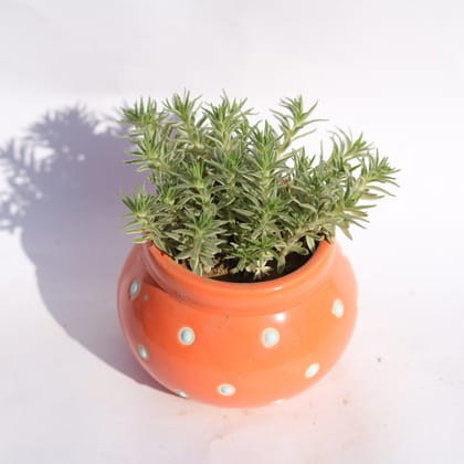 Buy Sedum Lineare Succulent in 3 Inch Orange Polka Dotted Handmade Matki Ceramic Pot � Minimalist Glossy Succulent Pot, Indoor Flower Pot for Home and Office D�cor Online | Urvann.com