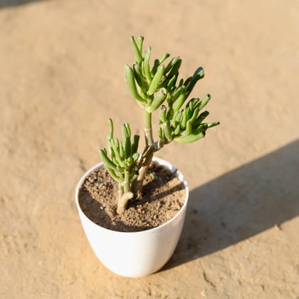 Buy Crassula Jade Gollum / Finger Succulent in 4 Inch White Premium Orchid Round Plastic Pot Online | Urvann.com