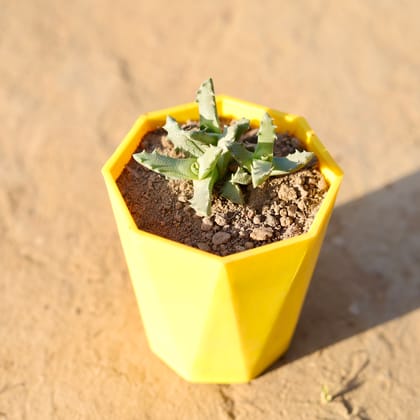 Buy Stomatium Trifarium in 4 Inch Yellow Premium Diamanti Plastic Pot Online | Urvann.com