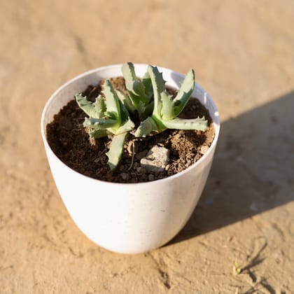 Buy Stomatium Trifarium in 4 Inch White Premium Orchid Round Plastic Pot Online | Urvann.com