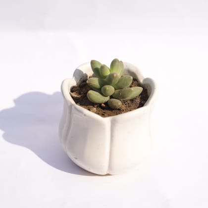 Buy Pachyphyutum Compactum in 3.5 Inch White Tulip Ceramic Pot Online | Urvann.com