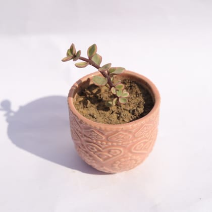 Buy Jade Variegated in 3.5 Inch Pink 3D Heart Handcrafted Textured Ceramic Pot � Minimalist Glossy Succulent Pot, Indoor Flower Pot for Home and Office D�cor Online | Urvann.com