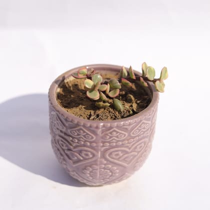 Buy Jade Variegated in 3.5 Inch Purple 3D Heart Handcrafted Textured Ceramic Pot � Minimalist Glossy Succulent Pot, Indoor Flower Pot for Home and Office D�cor Online | Urvann.com