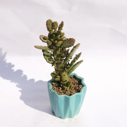 Buy Optunia Monacantha Succulent in 3 Inch Vibrant Blue Ripple Designer Ceramic Pot Online | Urvann.com