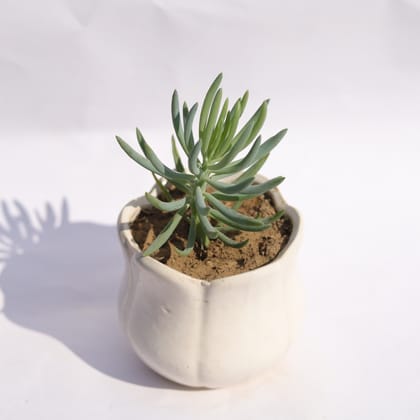 Buy Curio Repens Succulent in 3.5 Inch White Tulip Ceramic Pot Online | Urvann.com