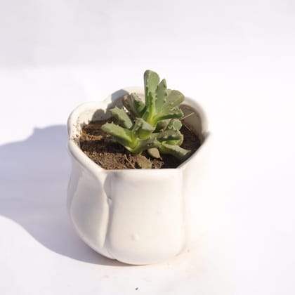 Buy Stomatium Trifarium in 3.5 Inch White Tulip Ceramic Pot Online | Urvann.com