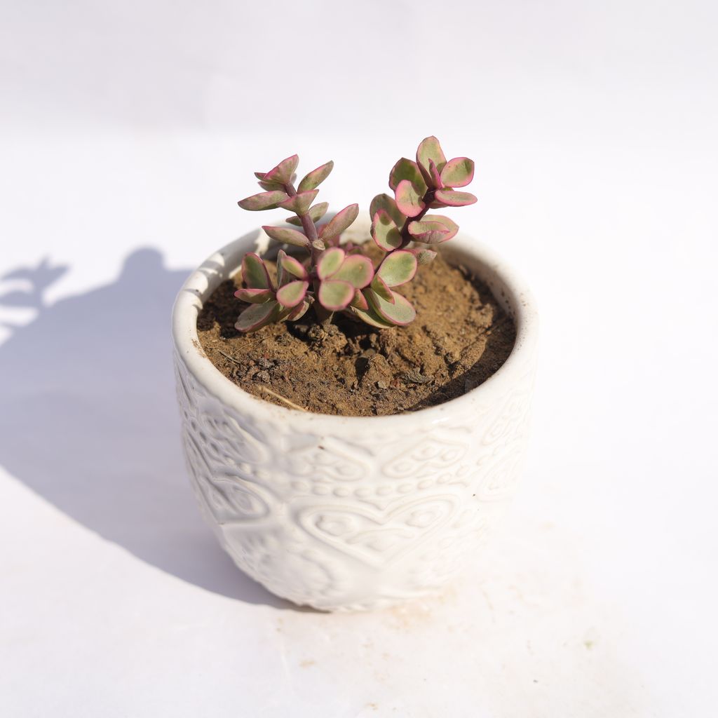 Jade Variegated in 3.5 Inch White 3D Heart Handcrafted Textured Ceramic Pot  Minimalist Glossy Succulent Pot, Indoor Flower Pot for Home and Office D cor