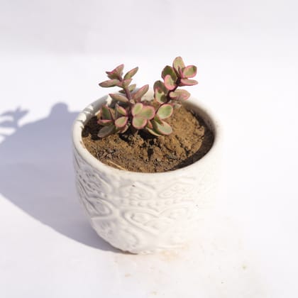 Buy Jade Variegated in 3.5 Inch White 3D Heart Handcrafted Textured Ceramic Pot � Minimalist Glossy Succulent Pot, Indoor Flower Pot for Home and Office D�cor Online | Urvann.com