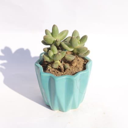 Buy Pachyphyutum Compactum in 3 Inch Vibrant Blue Ripple Designer Ceramic Pot Online | Urvann.com