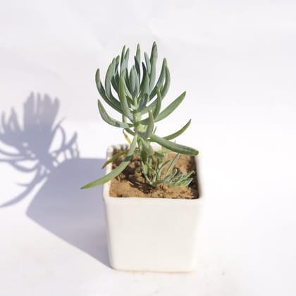Buy Curio Repens Succulent in 3 Inch Classy White Square Shaped Ceramic Pot Online | Urvann.com