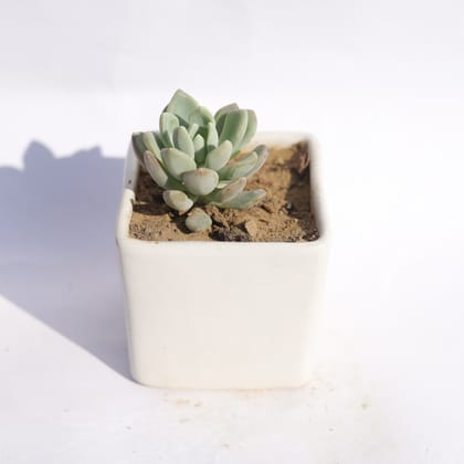 Buy Echeveria Moonglow Succulent in 3 Inch Classy White Square Shaped Ceramic Pot Online | Urvann.com