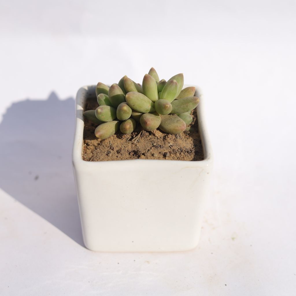 Buy Pachyphyutum Compactum in 3 Inch Classy White Square Shaped Ceramic Pot Online | Urvann.com Pachyphyutum Compactum in 3 Inch Classy White Square Shaped Ceramic Pot