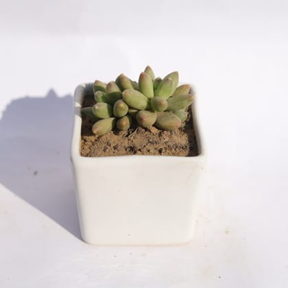 Buy Pachyphyutum Compactum in 3 Inch Classy White Square Shaped Ceramic Pot Online | Urvann.com