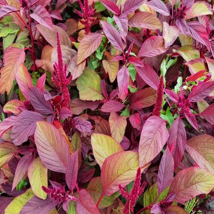 Buy Amaranthus mixed Flower Seeds - Excellent Germination Online | Urvann.com