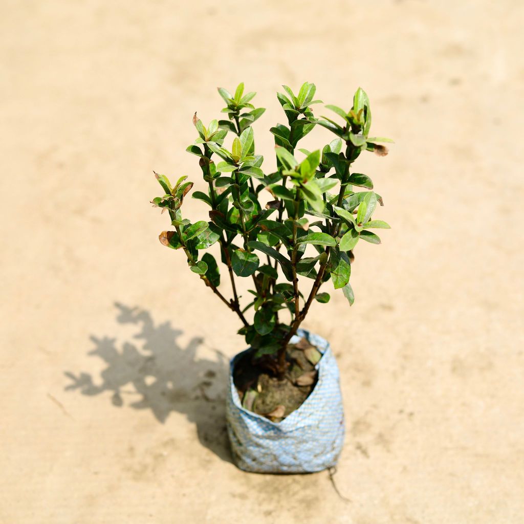 Ixora Pink in 4 Inch Nursery Bag Ixora Pink in 4 Inch Nursery Bag