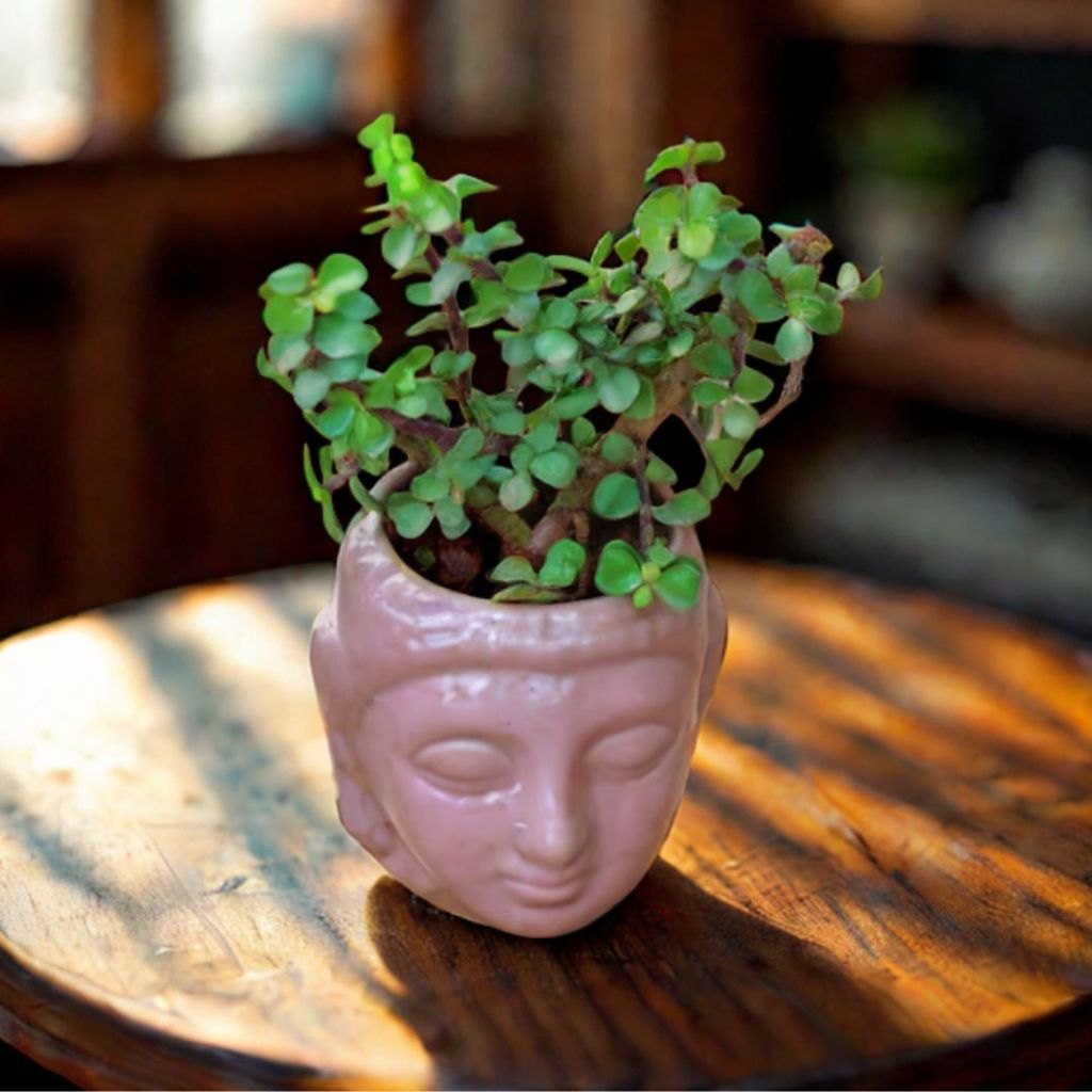 Lucky Jade in 4 Inch Buddha Ceramic Pot (any colour) Lucky Jade in 4 Inch Buddha Ceramic Pot (any colour)