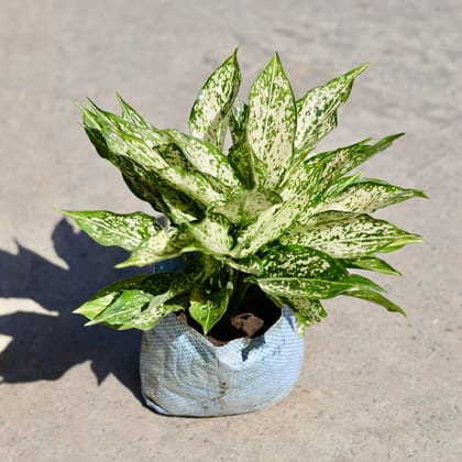 Buy Aglaonema Snow White in 7 Inch Nursery bag | Urvann.com