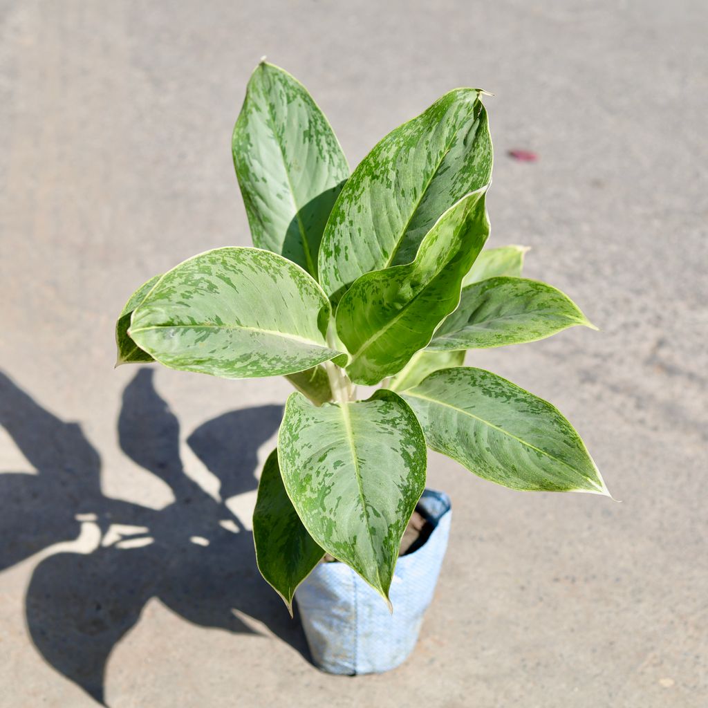 Buy Aglaonema Silver Queen in 7 Inch Nursery bag | Urvann.com Aglaonema Silver Queen in 7 Inch Nursery bag