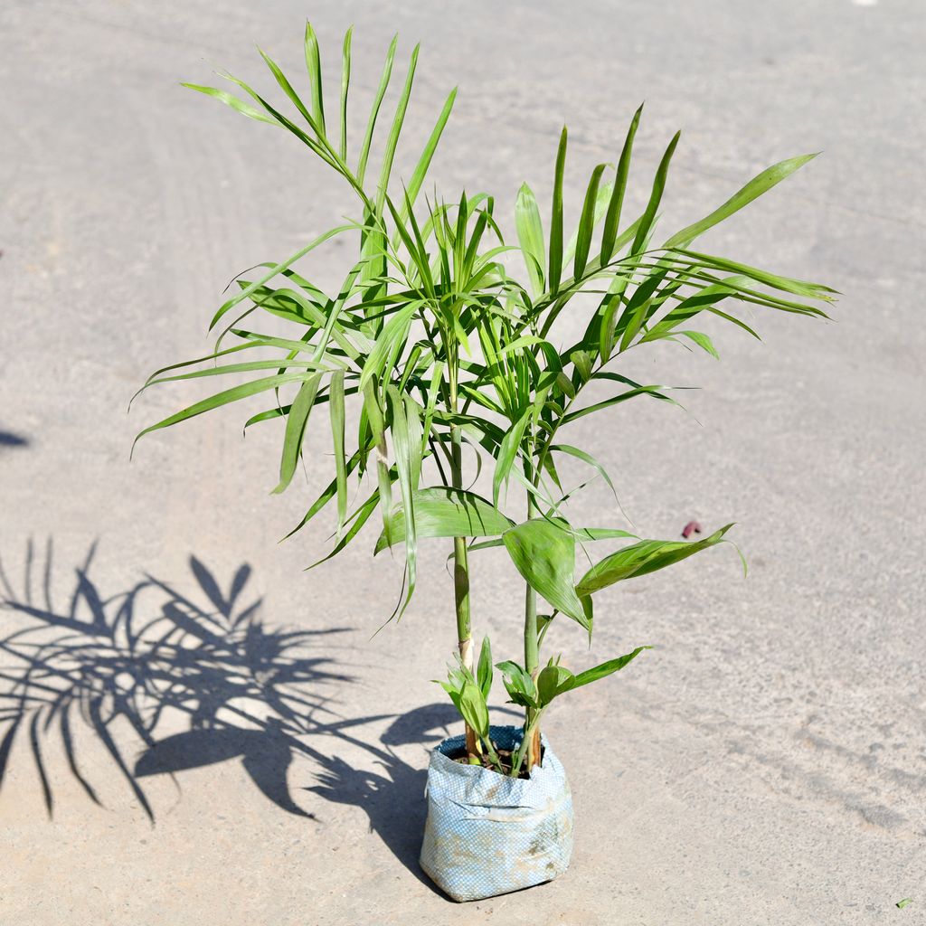 Buy Cane Palm in 7 Inch Nursery bag | Urvann.com Cane Palm in 7 Inch Nursery bag
