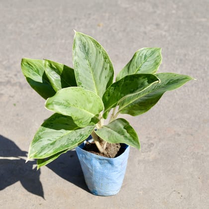 Buy Aglaonema Silver Queen in 7 Inch Nursery bag | Urvann.com