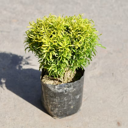 Buy Aralia Golden in 6 Inch Nursery bag | Urvann.com