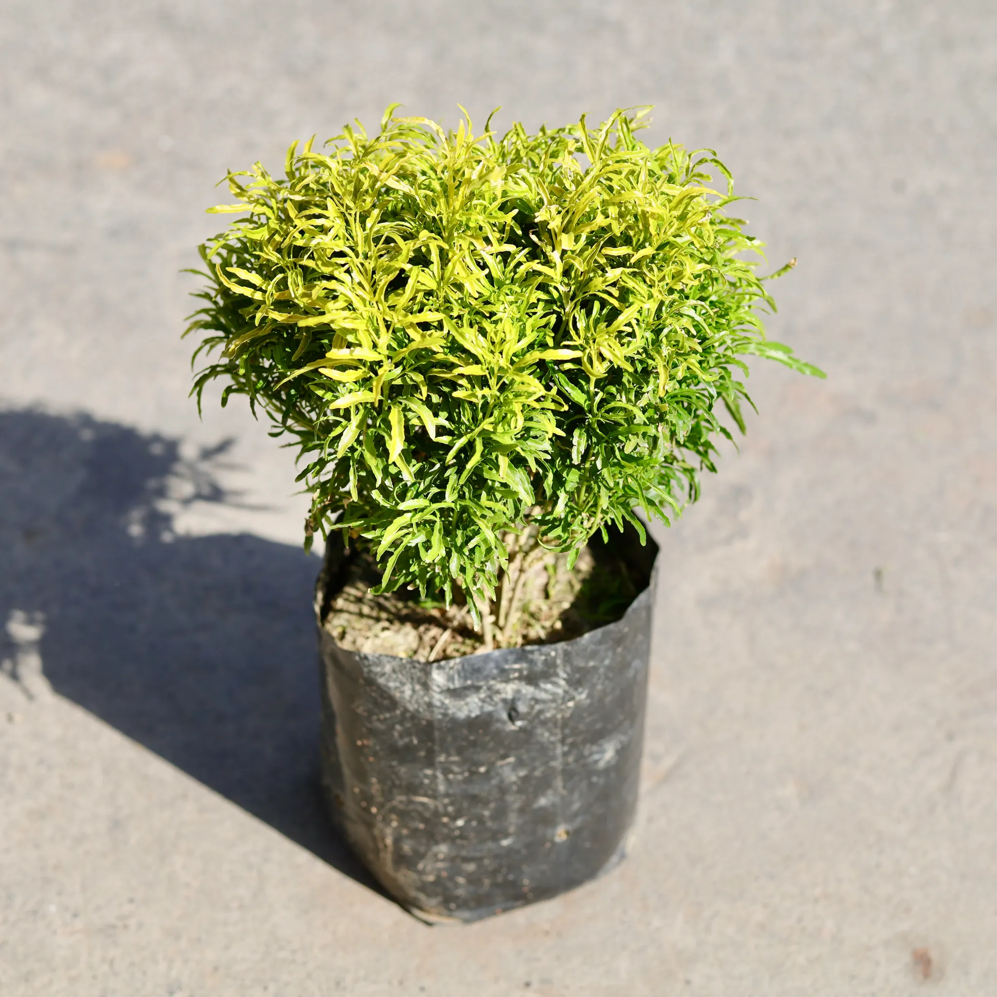 Aralia Golden in 6 Inch Nursery bag