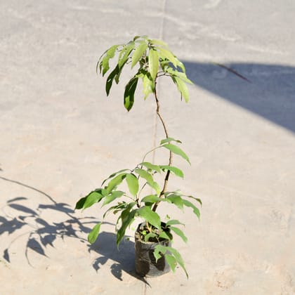 Buy Litchi / Lychee in 6 Inch Nursery bag | Urvann.com