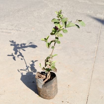Buy Amrood / Guava in 6 Inch Nursery bag | Urvann.com