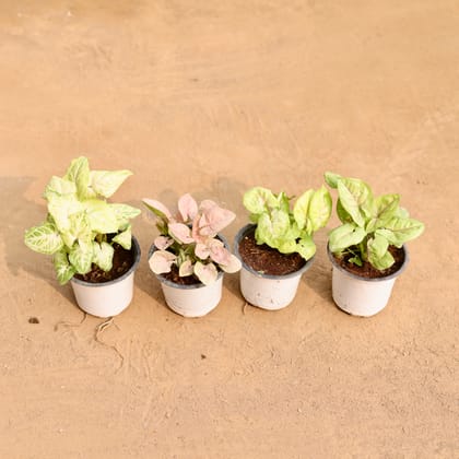 Buy Set of 4 -Syngonium Green, Syngonium Pink, Syngonium Golden & Syngonium White in 4 Inch Nursery Pot | Urvann.com