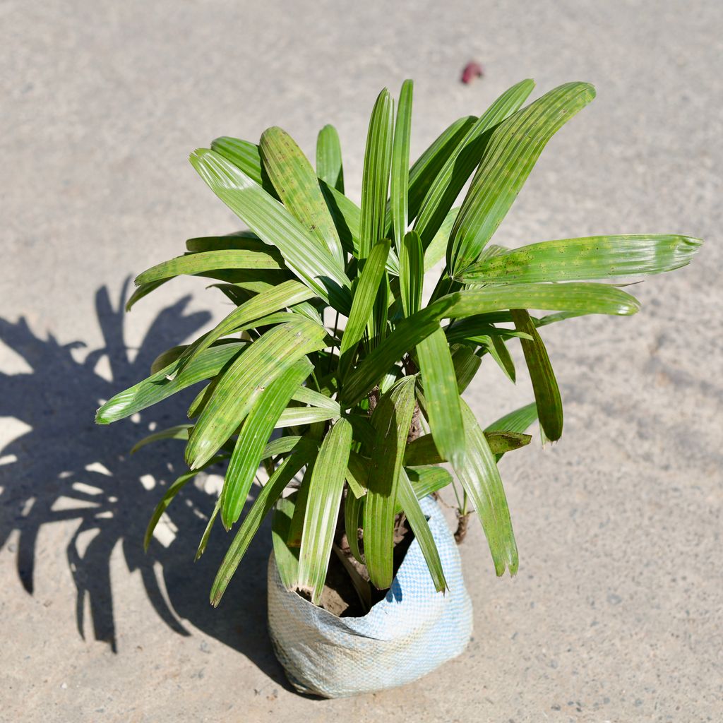Buy Rhaphis Palm in 7 Inch Nursery bag | Urvann.com Rhaphis Palm in 7 Inch Nursery bag