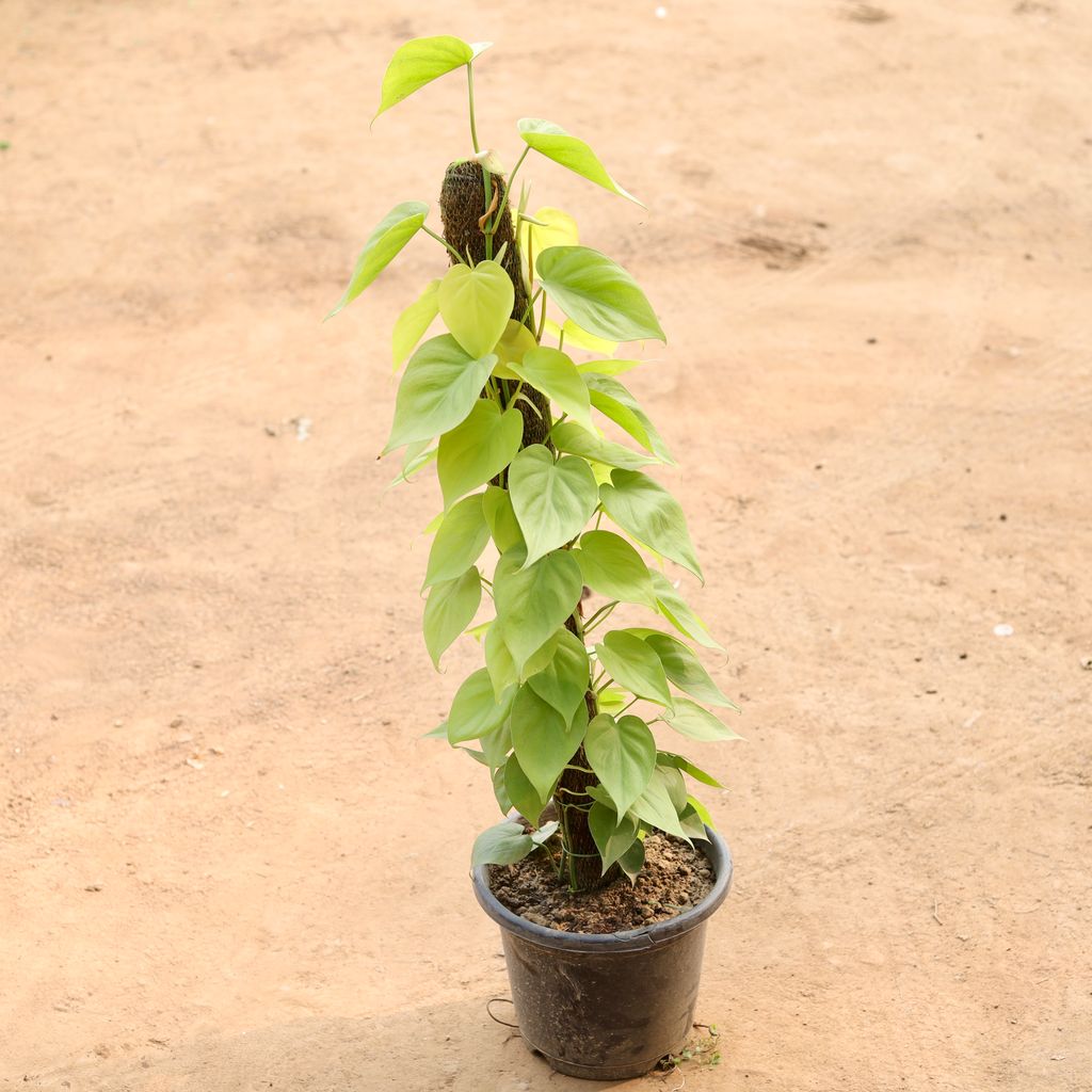 Buy Oxycardium Golden (~ 3 Ft) in 10 Inch Nursery Pot | Urvann.com Oxycardium Golden (~ 3 Ft) in 10 Inch Nursery Pot