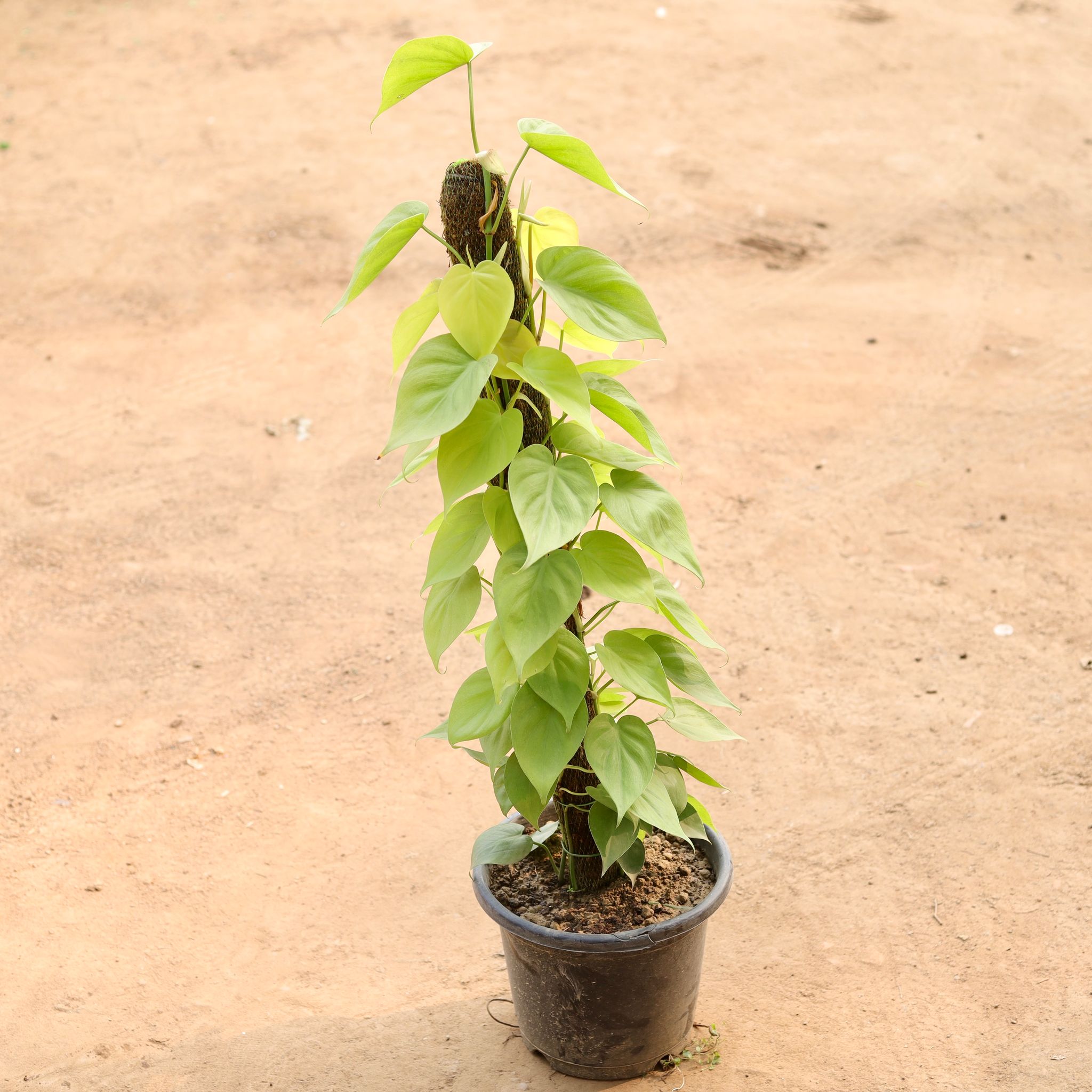 Oxycardium Golden (~ 3 Ft) in 10 Inch Nursery Pot