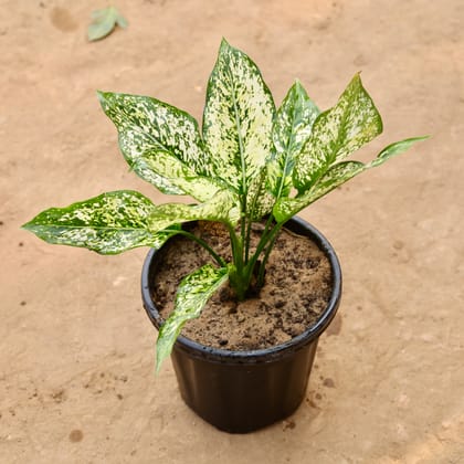 Buy Aglaonema Snow White in 8 Inch Nursery Pot | Urvann.com