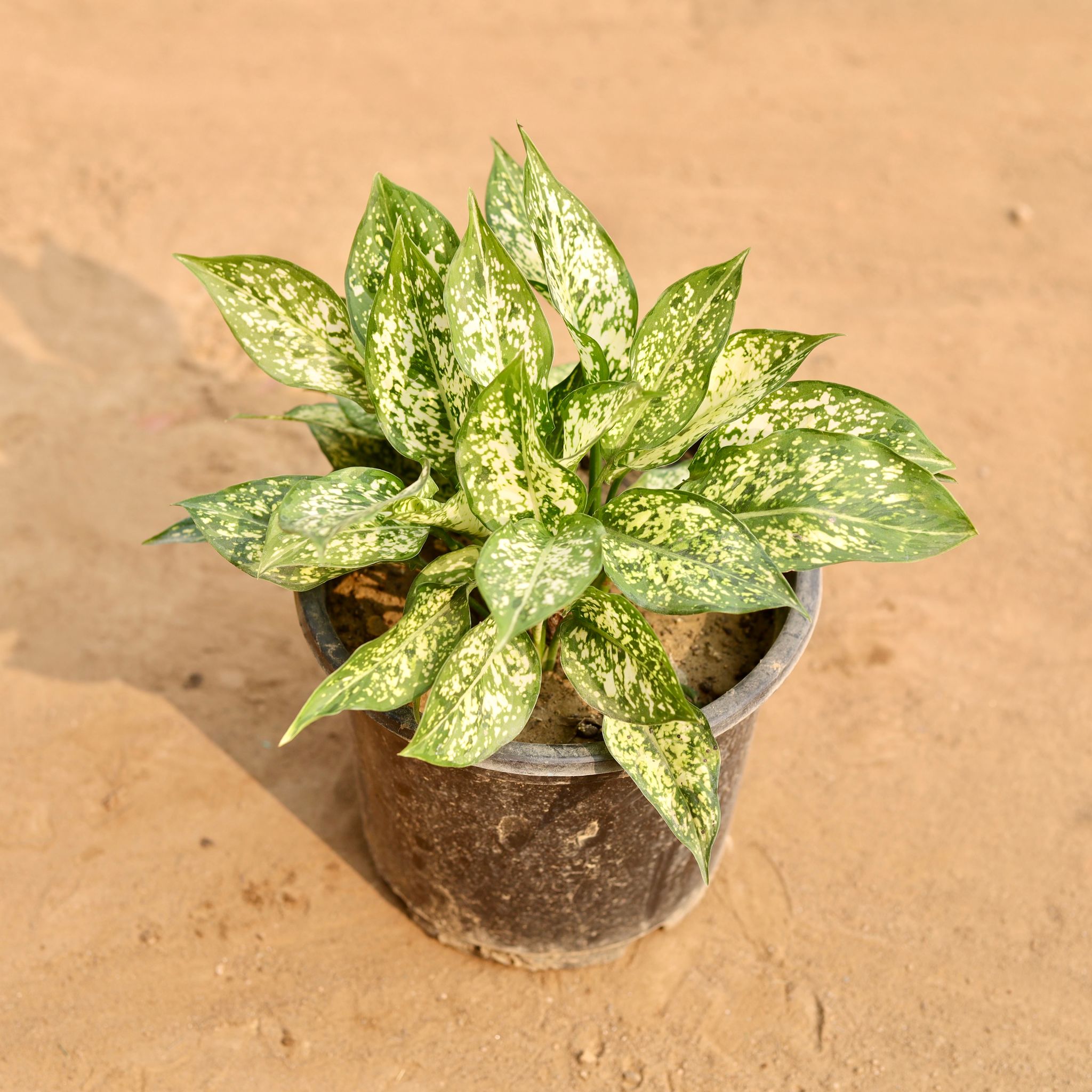 Aglaonema Snow White in 8 Inch Nursery Pot