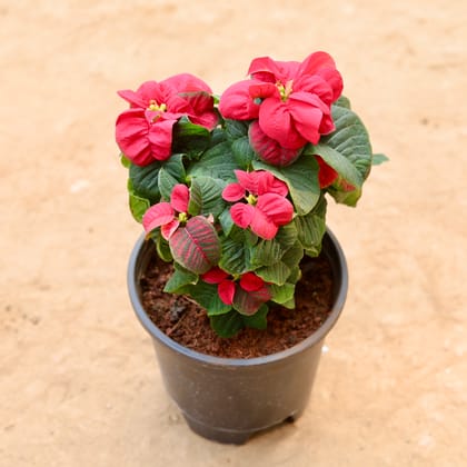 Buy Poinsettia Fireball in 6 Inch Nursery Pot | Urvann.com