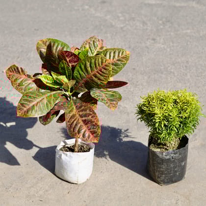 Buy Set of 2 - Croton Petra & Aralia in 6 Inch Nursery bag | Urvann.com