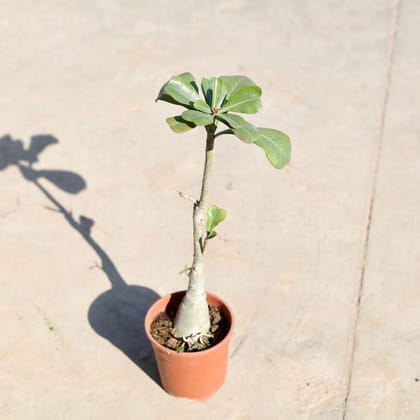 Buy Adenium (Any Colour) in 5 Inch Nursery bag | Urvann.com