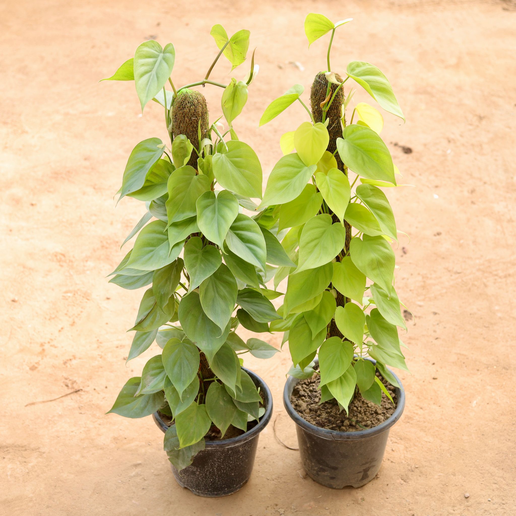 Set of 2 - Oxycardium Green & Oxycardium Golden (~ 3 Ft) in 10 Inch Nursery Pot