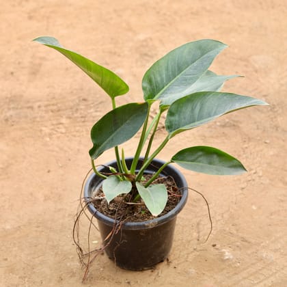Buy Philodendron Green in 10 Inch Nursery Pot | Urvann.com