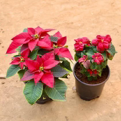 Buy Poinsettia / Christmas Flower Red & Poinsettia / Christmas Flower Fireball in 6 Inch Nursery Pot | Urvann.com