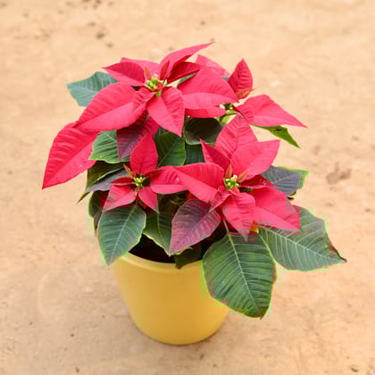 Buy Poinsettia / Christmas Flower Red in 10 inch ceramic pot any color in 10 Inch Ceramic Pot | Urvann.com