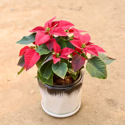 Buy Poinsettia / Christmas Flower Red in 8 Inch Ceramic Pot | Urvann.com