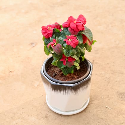 Buy Poinsettia / Christmas Flower Fireball in 8 Inch Ceramic Pot | Urvann.com
