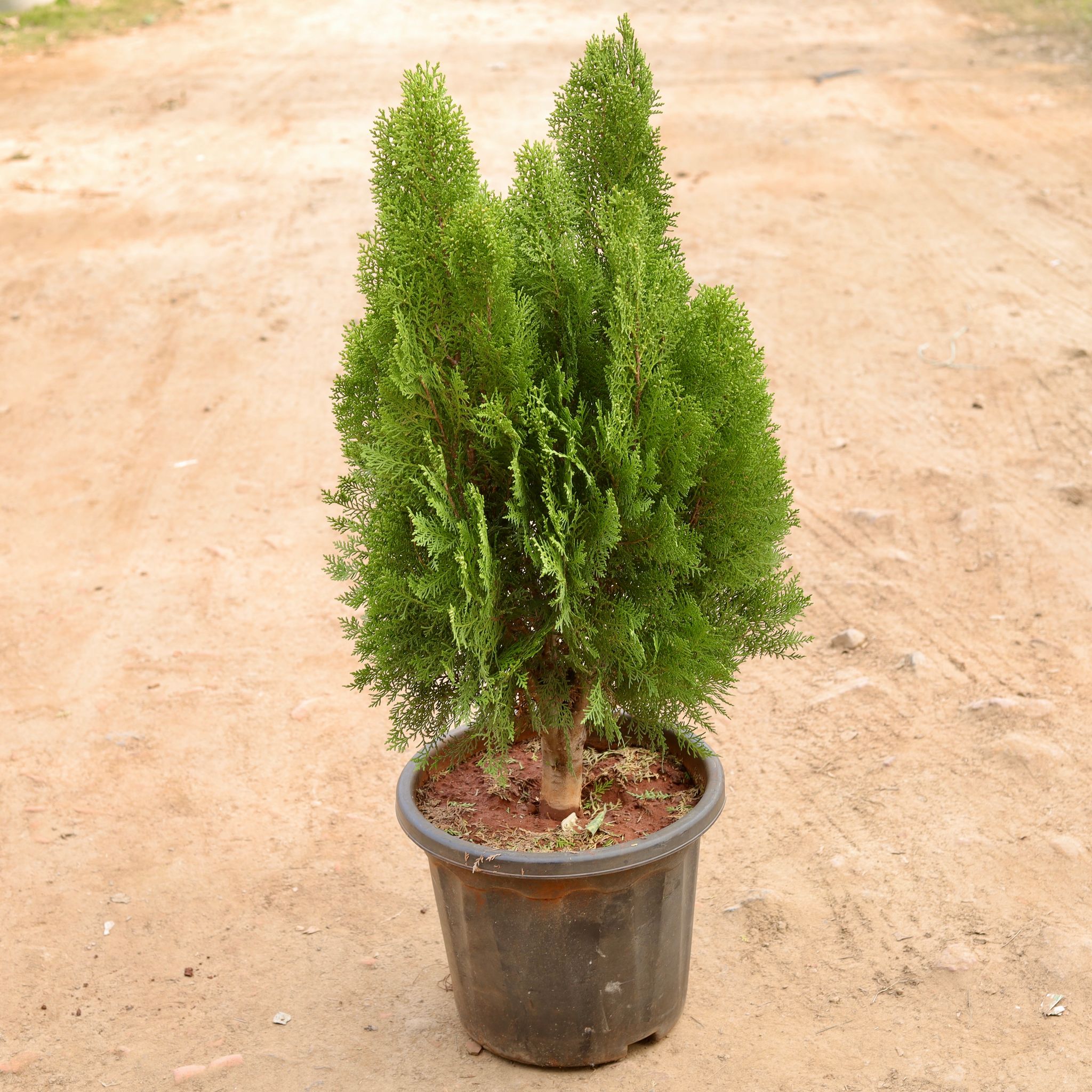 Morpankhi in 14 Inch Nursery Pot