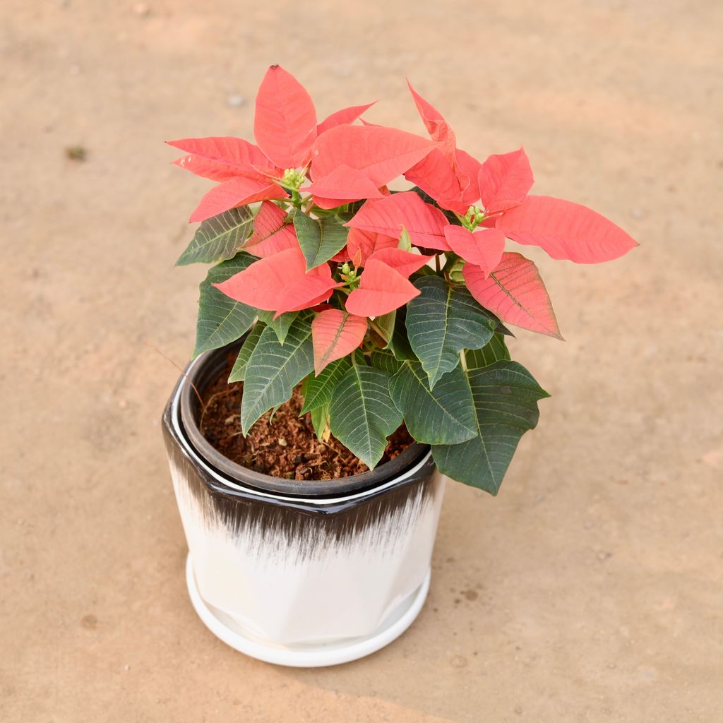 Poinsettia / Christmas Flower Orange in 8 Inch Ceramic Pot