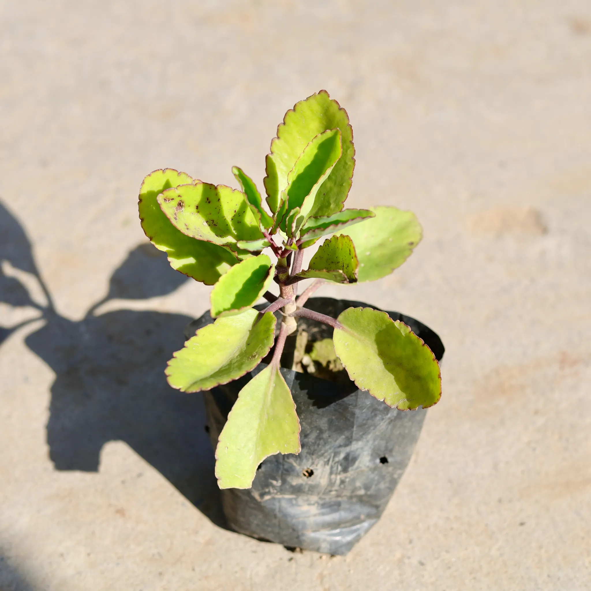 Patharchatta / Kalanchoe Pinnata in 4 Inch Nursery bag