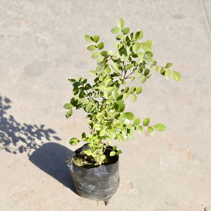 Buy Madhu Kamini / Murraya in 4 Inch Nursery bag | Urvann.com